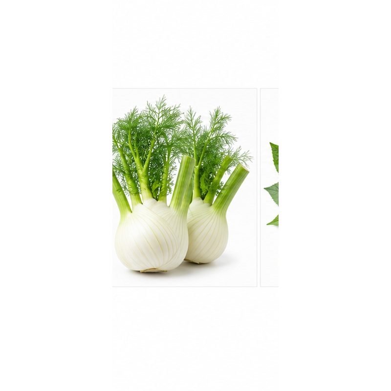 Fenouil — Légumes frais