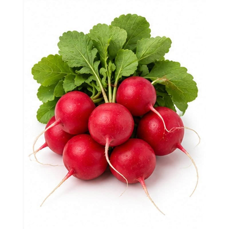 Radish — Fresh Vegetables